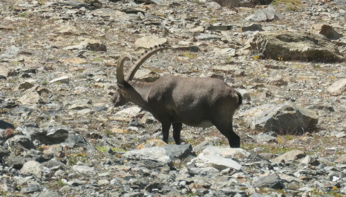 © DAV Sektion Rosenheim