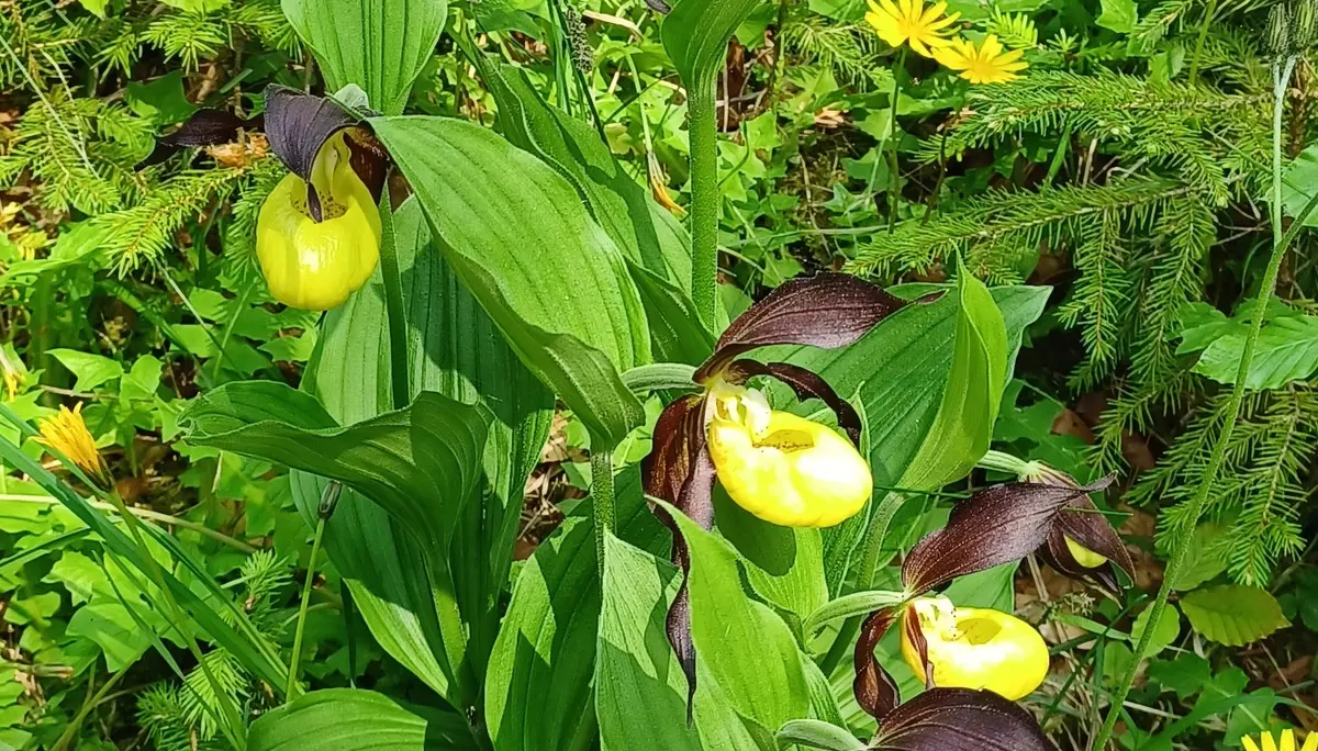 © DAV Sektion Rosenheim