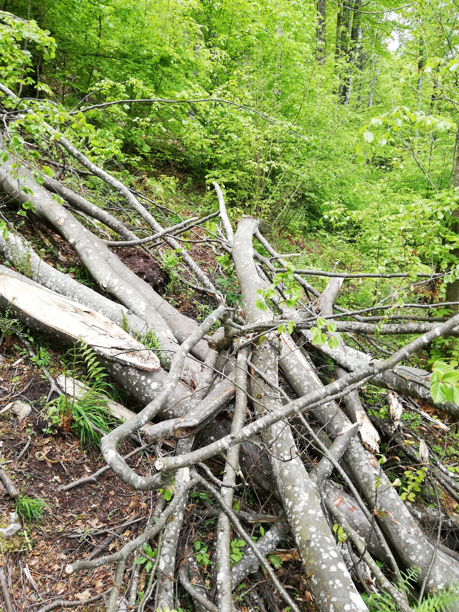 © Sektion Rosenheim DAV