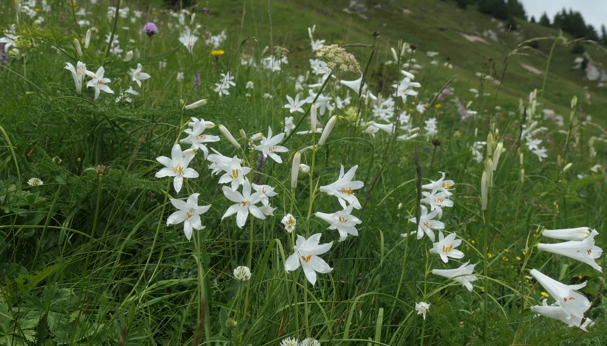 © Sektion Rosenheim DAV