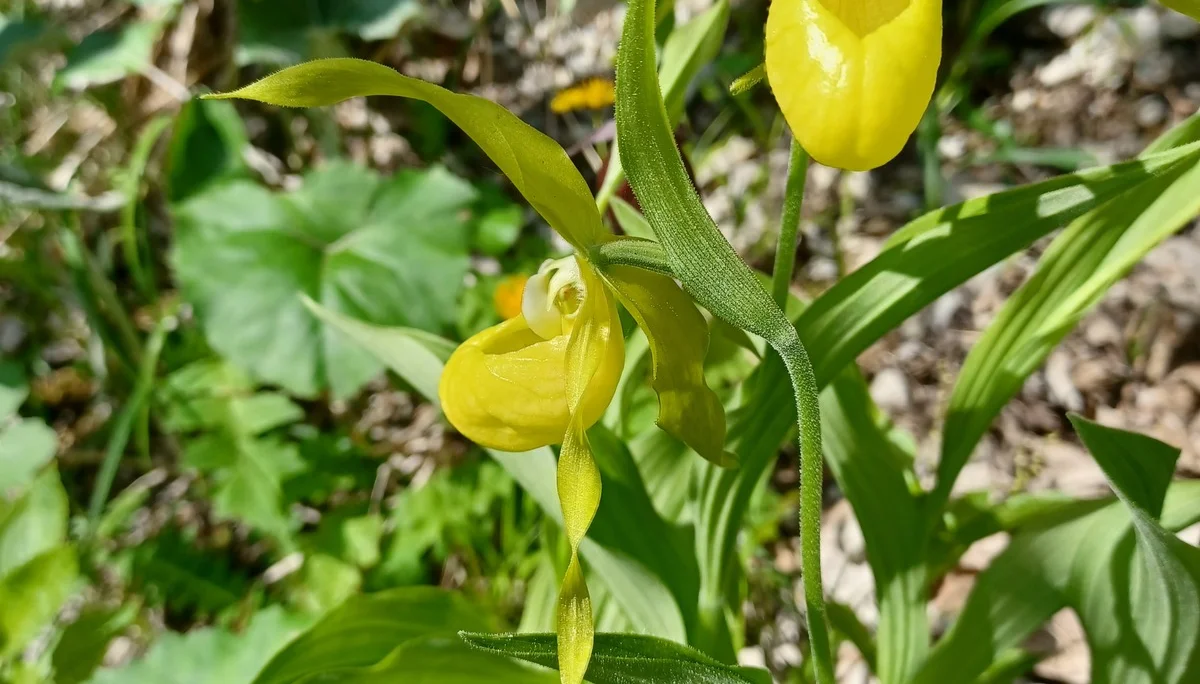 © Sektion Rosenheim DAV