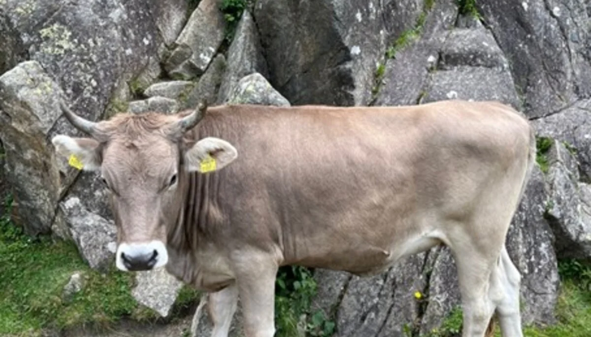 © DAV Sektion Rosenheim