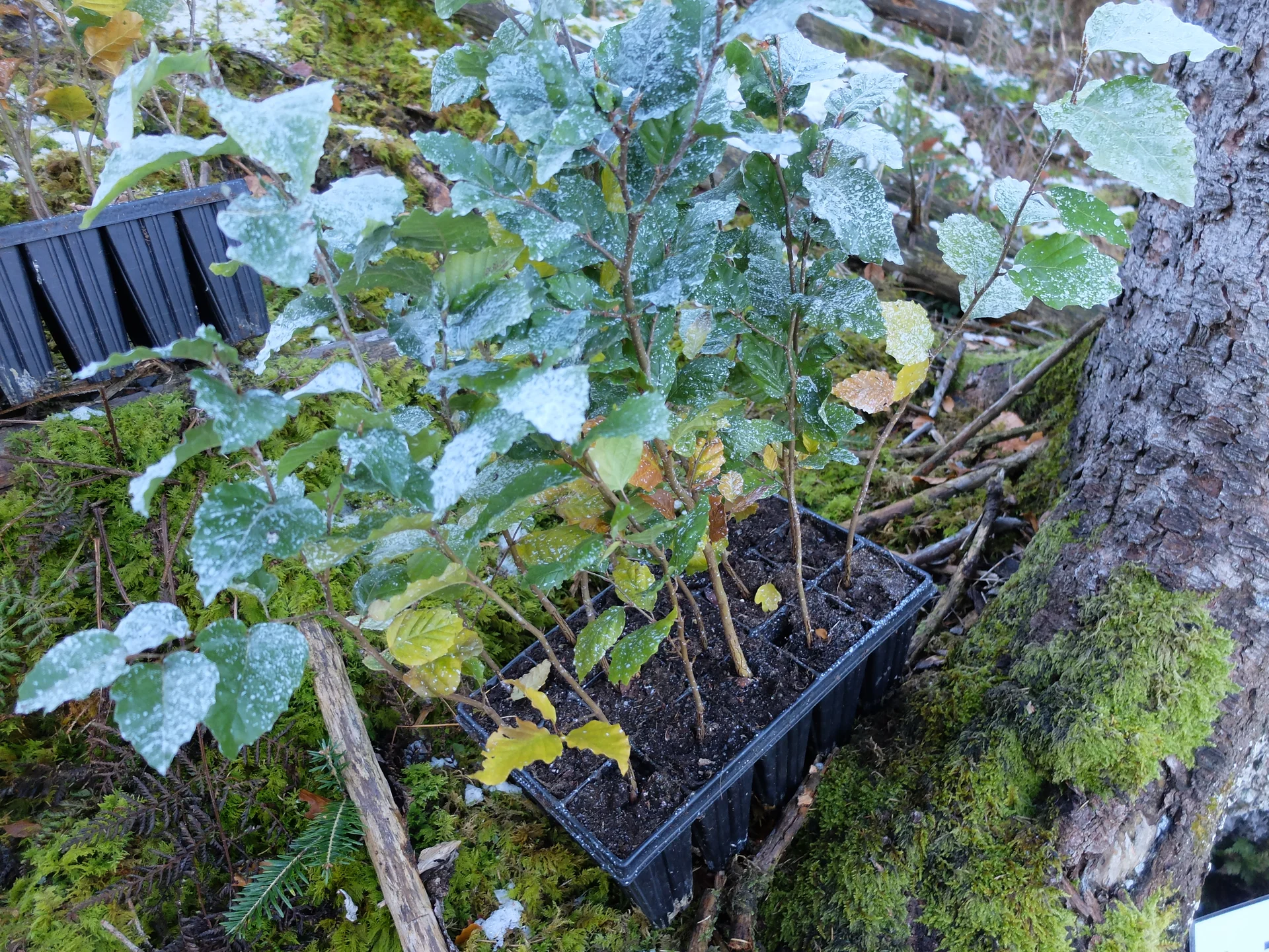 © Sektion Rosenheim DAV