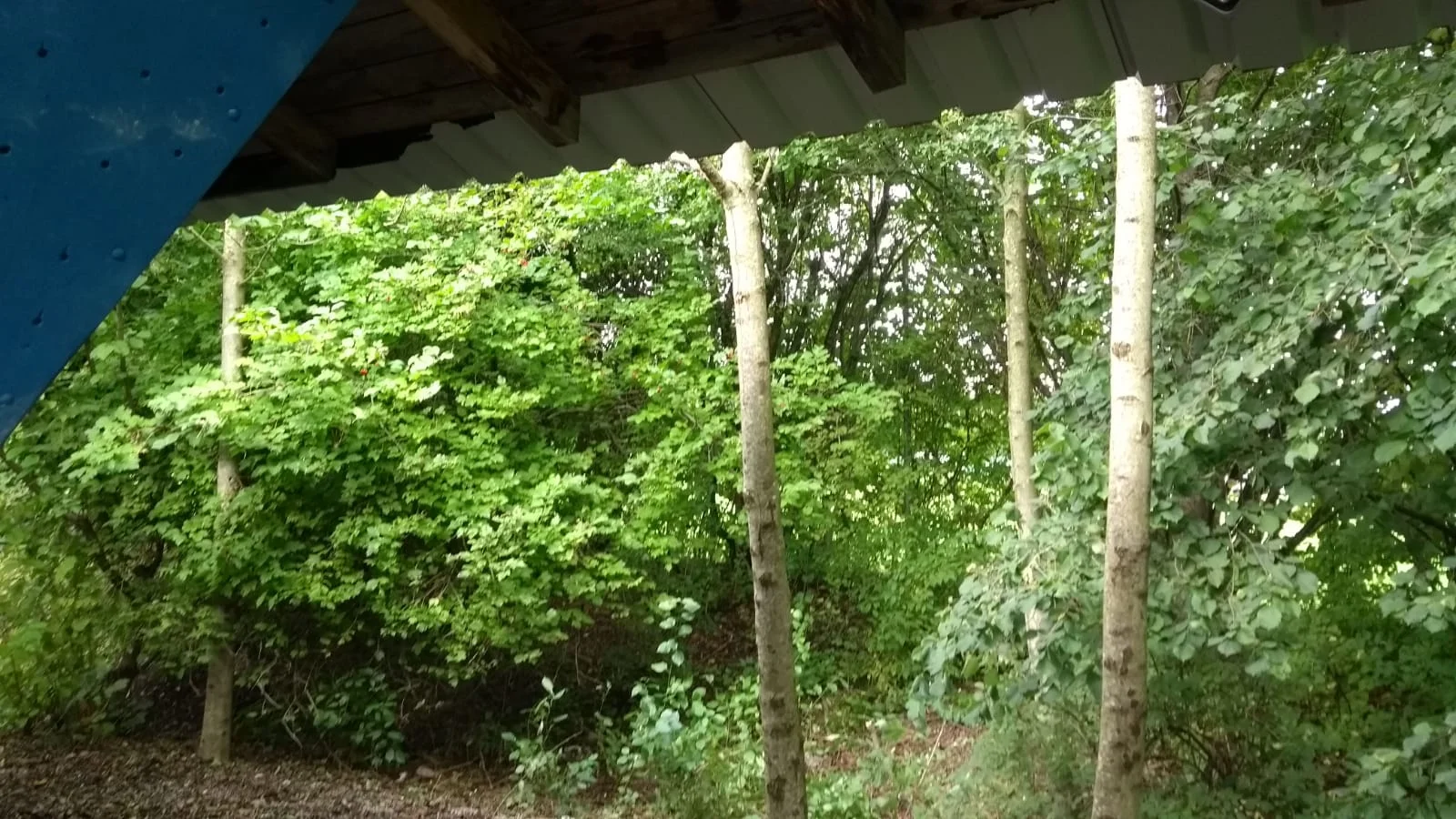 Grundstück_Überwuchert | © jdav_Rosenheim