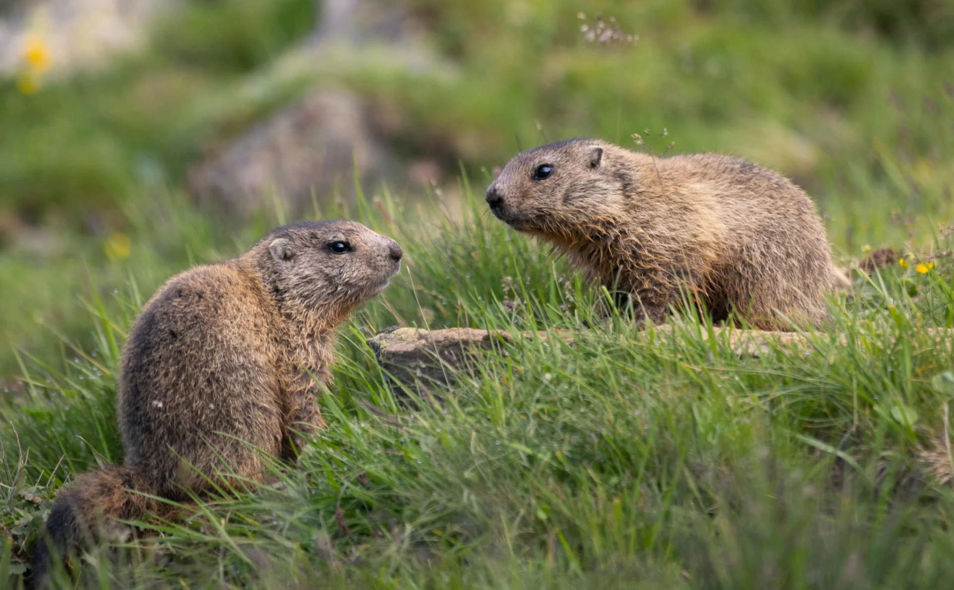 © Deutscher Alpenverein