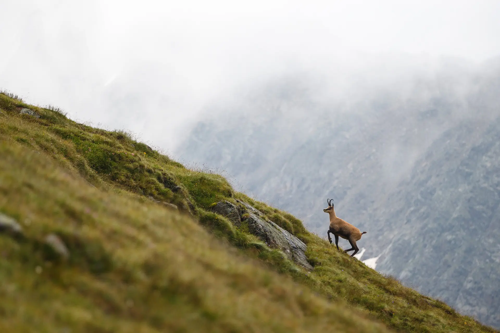 Eine Gemse auf einem grünen Beghügel | © DAV/Marco Kost