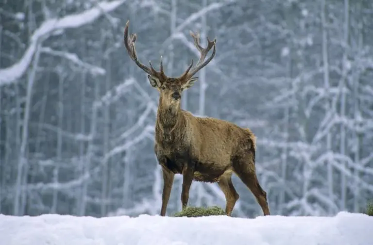 Rotwild im Schnee | © Andreas Strauss